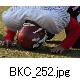 BKC_252.jpg[624�~416]